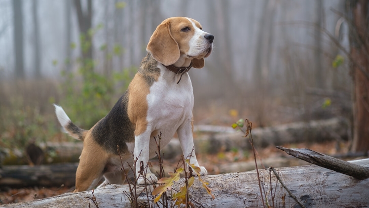You are currently viewing Digestive Woes? Not Anymore! How Dog and Cat Digestive Supplements Can Help